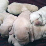 Cuccioli Labrador Gialli "Dei Tre Laghi"
