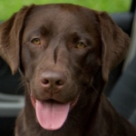 Cane in auto sotto al sole: come comportarsi