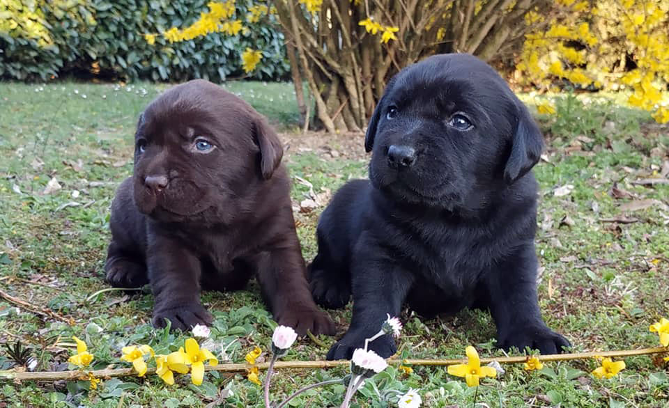 Cuccioli Labrador Allevamento Dei Tre Laghi Cuccioli Labrador Allevamento Dei Tre Laghi