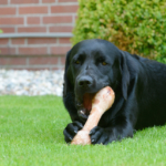 Ossa ricreative per cani: tutto quello che c'è da sapere