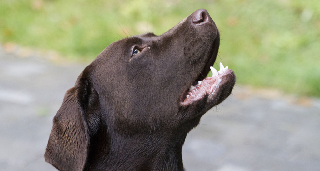 6 rimedi per un cane che abbaia eccessivamente