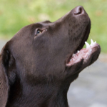 6 rimedi per un cane che abbaia eccessivamente