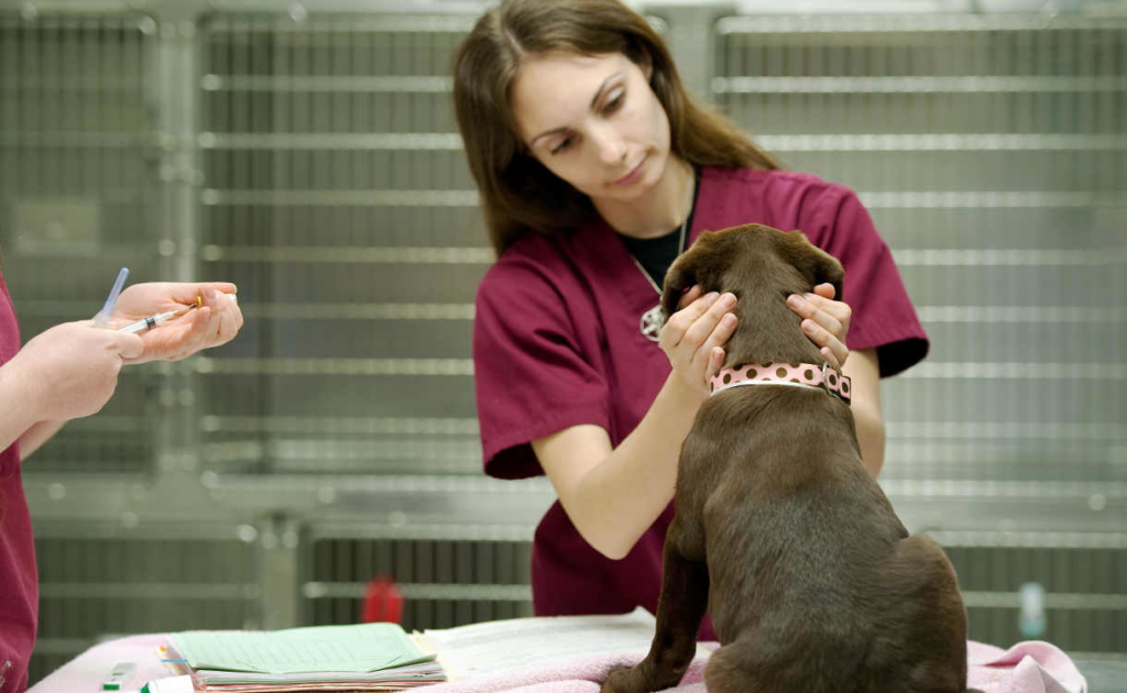 Quanti vaccini per il cane e quali bisogna fare?