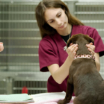Quanti vaccini per il cane e quali bisogna fare?
