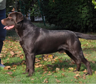 Labrador Maschio Chocolate